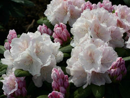 Рододендрон Schneekrone (Шнеекроне) - Долина роз фото 2