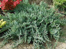 Можжевельник горизонтальный Блю Чип - Долина роз фото 4