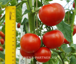 Томат Дерзкий Франк - Партнер фото 5