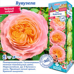 Роза Свит Вувузела (Чайно-гибридная) 1шт