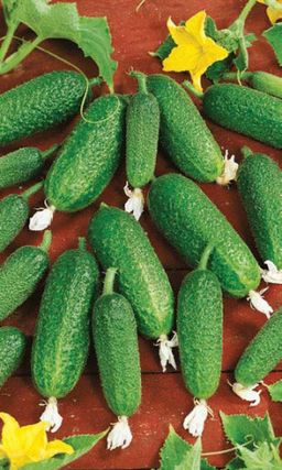 Огурец ПАРТНЁР F1 Гарантированно высокий урожай плодов корнишонного типа! Без горечи!