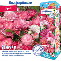 Роза Валферданге (Грандифлора/Шраб) 1шт