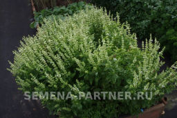 Базилик Мариан - Партнер фото 5