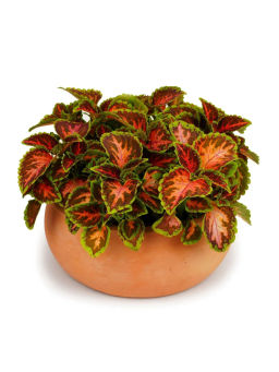 Колеус шлемниковидный Визард Корал Санрайз - Партнер фото 3