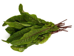 Щавель Кровавая Мэри - Партнер фото 3