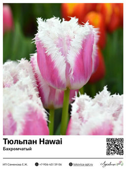 Тюльпан Hawai (Бахромчатый)