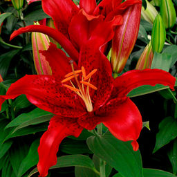 ЛИЛИЯ Рэд Флэш Разбор 12/14 Кол-во упак., шт 5