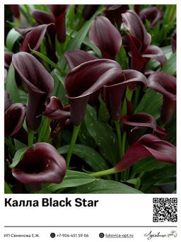 Калла Black Star