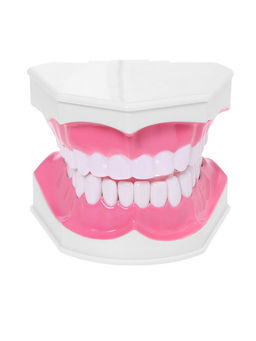 Набор для опытов Анатомия, челюсть человека - Эврики фото 21