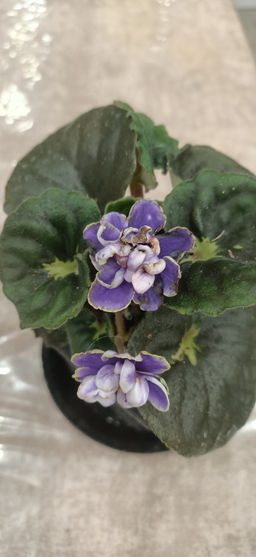 Фиалка Голубой лотос, горшок 0,3 л