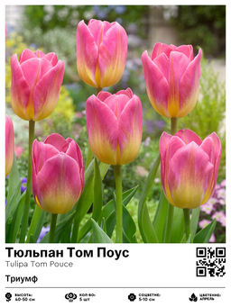Тюльпан Том Поус (Триумф)