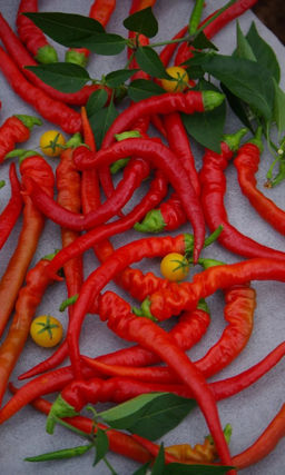 Перец острый БАРАНИЙ РОГ Крупноплодный! Пикантный вкус! Великолепный аромат! Бесподобен в маринаде!