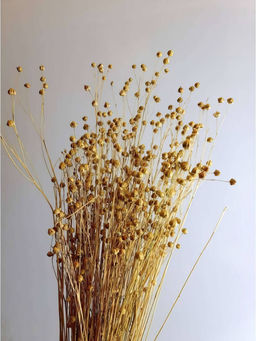 Лен натуральный, пучок 60г, 60 колосьев, h 60-70см