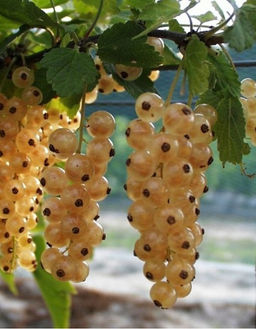 Смородина белая Снежана