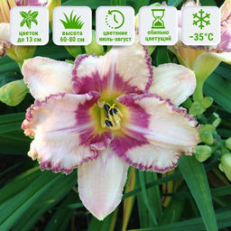 Лилейник Эйджлес Бьюти