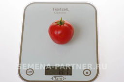 Томат Софа - Партнер фото 7