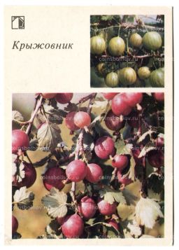 Открытка Крыжовник