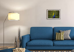 ФРЕЯ Пазл 500 элемент. PZL-500/75 Роскошный павлин