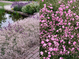 Гипсофила Фламинго