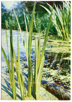 Открытка Аир болотный