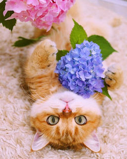 Алмазная мозаика на подрамнике 40х50