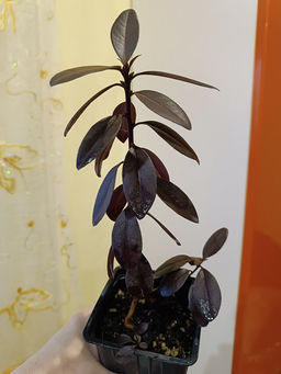 Рододендрон Хеллики - Долина роз фото 6