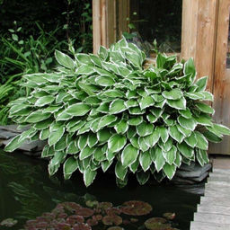 Хоста Албомаргината