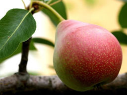 Груша Мраморная