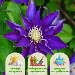 Клематис Хакуоокан - Долина роз фото 2