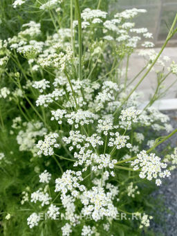 Тмин Аппетитный - Партнер фото 3