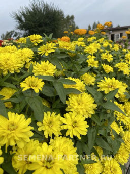 Цинния махровая Барышня-крестьянка Медовая Коврижка - Партнер фото 3