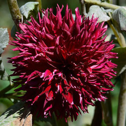 ГЕОРГИНА Дарк Фубуки Разбор I Кол-во упак., шт 1