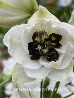 Дельфиниум Блэк Айт Энжелс - Партнер фото 5