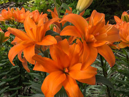 Лилия Скубиду - Долина роз фото 3