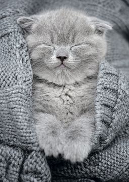 ФРЕЯ Пазл 500 элемент. PZL-500/27 Комочек тепла