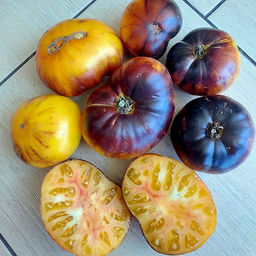 7092T Томат Чупа Чупс (биколор) 10шт