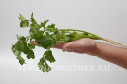 Кориандр Карибе - Партнер фото 4