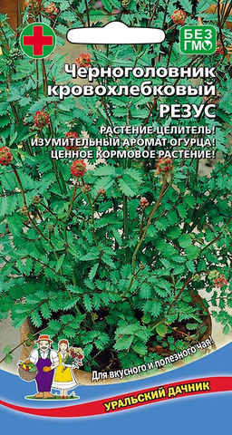 Черноголовник кровохлёбковый РЕЗУС растение Целитель! Яркий аромат свежести с огуречными нотками! Можно заваривать лечебный чай!