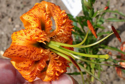 ЛИЛИЯ Генри Разбор 12/14 Кол-во упак., шт 5