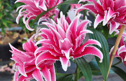 Лилия Roselily Lorena (Розовидный гибрид) - Голландские луковицы фото 3