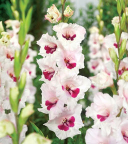 ГЛАДИОЛУС Цера Корсаж Разбор 10/12 Кол-во упак., шт 10