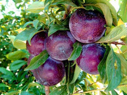 Слива Анжелина