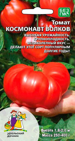 Томат КОСМОНАВТ ВОЛКОВ Популярный, крупноплодный сорт любительской селекции!