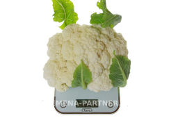 Капуста цветная Смилла - Партнер фото 3