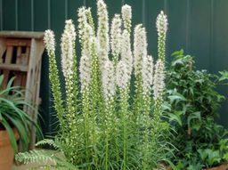 Лиатрис колосковидный белый (Spicata Alba) 10шт - Долина роз фото 5