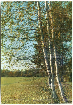 Открытка Музей-усадьба Ясная Поляна.Опушка леса за рекой Воронкой