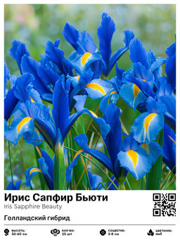 Ирис Sapphire Beauty (Голландский гибрид) - Голландские луковицы фото 2