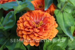 Цинния георгиновидная Сочные тропики Дайкири - Партнер фото 3