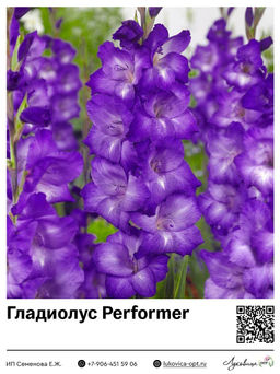 Гладиолус Performer