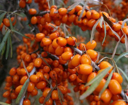 Облепиха Этно (коробка) 1шт Облепиха Этно (коробка) 1шт